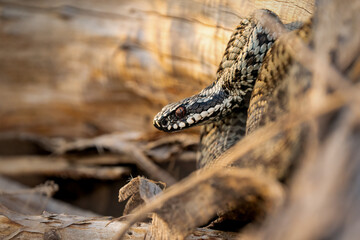 
Common European adder (Vipera berus) basking on an abandoned landfill in the Czech Republic. Close-up of a venomous wild snake in natural habitat.