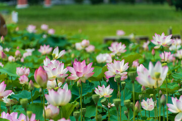 蓮の咲く夏の池と緑の風景