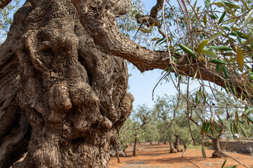 Close up of a thick and twisted trunk of an olive tree in an olive groves in Apulia, Italy with...