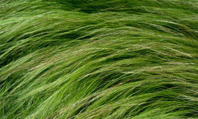 Feather grass field close up, background