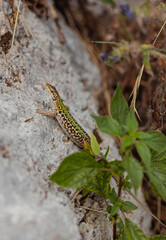 Salamander in Italy