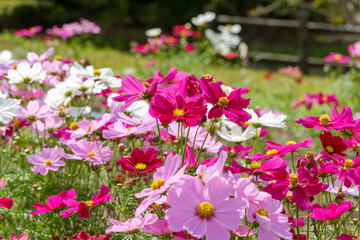 秋に咲く色とりどりのコスモス畑