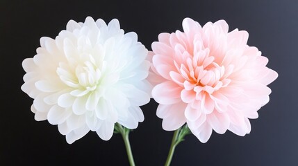 Two delicate white and pink chrysanthemum flowers side by side against a dark background, showcasing their intricate petals and soft colors.