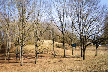 Fototapeta premium Some young oaks in forest on a sunny day early spring