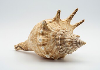 Obraz premium Close-up of a natural conch shell with distinct spines and swirling pattern against a white background, showcasing marine beauty.