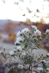 Botanica en el foco- Botany in focus