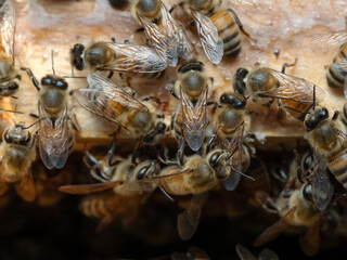 Bees in a beehive on a natural farm