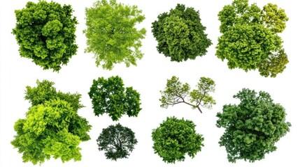 Obraz premium Aerial view of diverse treetops, isolated on white; nature, design, environment