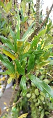 close up of fern leaf