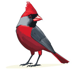 	Red cardinal bird standing vector illustration