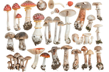 Mushroom variety displayed on a white background showcasing different shapes and colors from diverse species