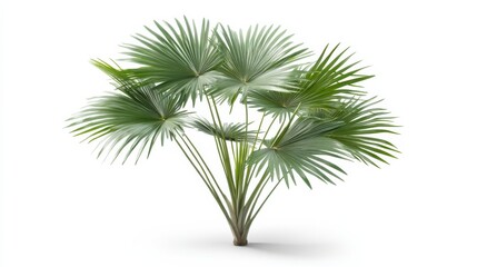 Lush Green Palm Plant with Radiant Fan-Shaped Leaves
