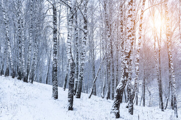 Fototapeta premium Birch grove after a snowfall on a winter. Sunlight breaking through the branches.