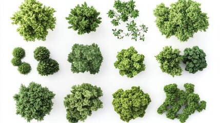 Aerial view of various treetops, isolated on white background, for landscape design