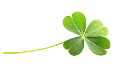 Four Leaf Clover Shamrock Isolated on White Background for St. Patrick's Day Creative Designs