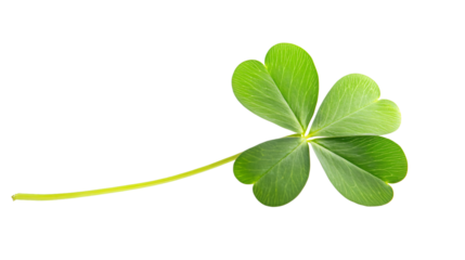 Four Leaf Clover Shamrock Isolated on White Background for St. Patrick's Day Creative Designs