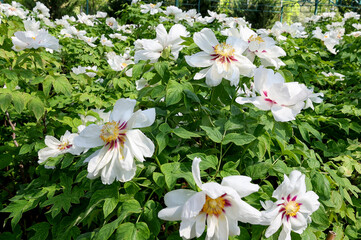 Naklejka premium White peonies in garden, Luoyang, China
