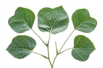 Naklejka premium Close up view of five green leaves on a stem against a bright white backdrop