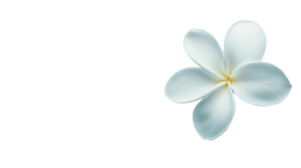 Fototapeta premium Elegant White Frangipani Flower on Isolated White Background
