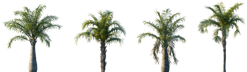 Set of 2 Ravenea rivularis and 2 Syagrus schizophylla frontal palm set isolated png on a transparent background perfectly cutout