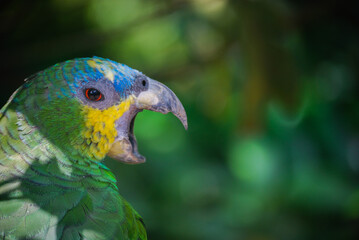 Close up of a parrot with its beak open
