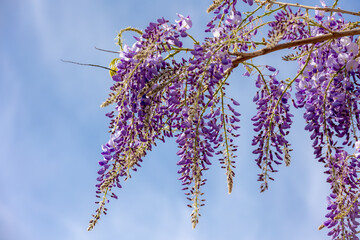 Selective focus of purple flowers Wisteria sinensis or Blue rain, Chinese wisteria is species of flowering plant in the pea family, Its twisting stems and masses of scented flowers in hanging racemes.