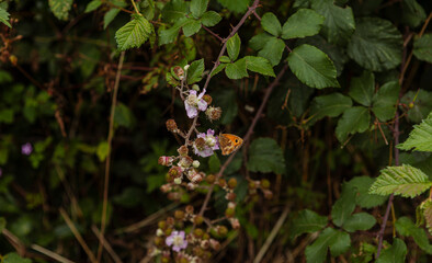 Butterfly and flowers