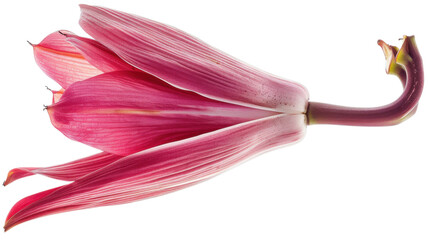 Unique pink flower with elongated petals in a serene setting during daylight