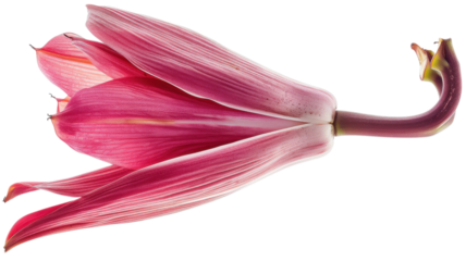 Unique pink flower with elongated petals in a serene setting during daylight