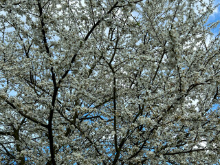 Close-up of white mirabelle plum blossoms.