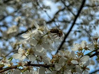 Close-up of white mirabelle plum blossoms.