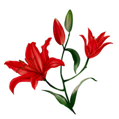 Red lily flower Hand drawn illustration on a transparent background summer cute tropical, blossom