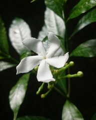 white flower with black background 
