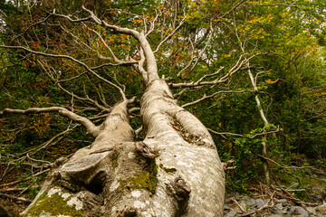 Fallen tree in a beech forest