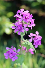 Pink honesty or lunaria annua flowers