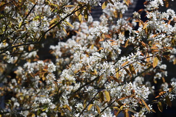 Amelanchier tree covered in white blossom in spring