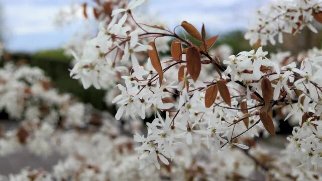 Amelanchier lamarckii juneberry serviceberry shadbush