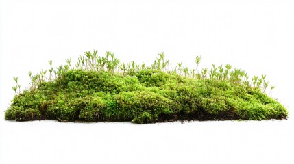 Lush Green Moss Ground Isolated White Background