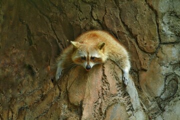 a raccoon sleeping peacefully on the rocks