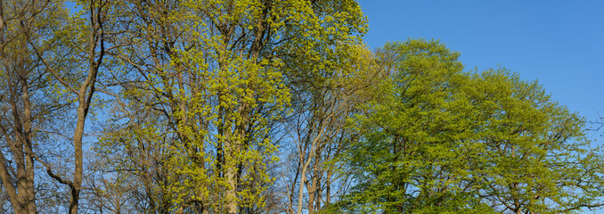 Frühlings Spaziergang im Schlosspark Marburg, Wiesen und Wege alte Bäume