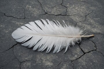 white feather on black background