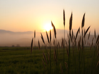 Fototapeta premium In the foreground, tall grasses stand in front of an orange and yellow sunrise sky. In the background is a foggy misty field. The sun shines through the clouds onto some distant hills