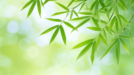 Fototapeta premium Vibrant Green Bamboo Leaves Against Soft Background