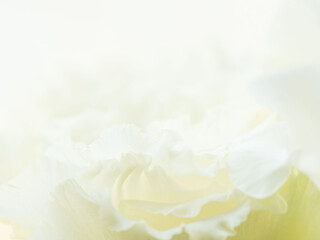 Obraz premium ユーストマの白い花のマクロ撮影21