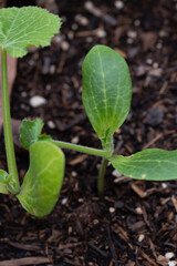 Cucurbita pepo pertenece a la familia de Cucurbitaceae.