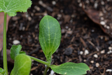 Cucurbita pepo pertenece a la familia de Cucurbitaceae.