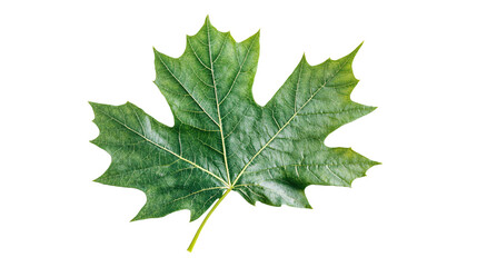 Fototapeta premium Vibrant Green Cartoon Leaf on Clean White Background