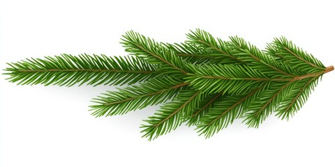 Lush Green Pine Branch Isolated on White Background