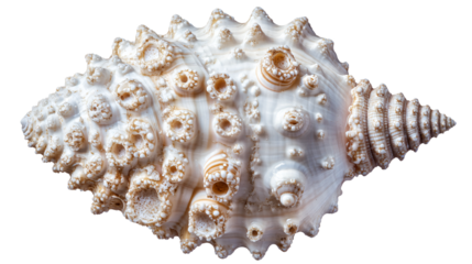 Barnacle Covered Seashell Isolated on White Background for Adobe Stock Photos