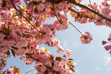 pink cherry blossom 
Sakura